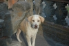 bali-dog