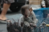 Sad Monkey
