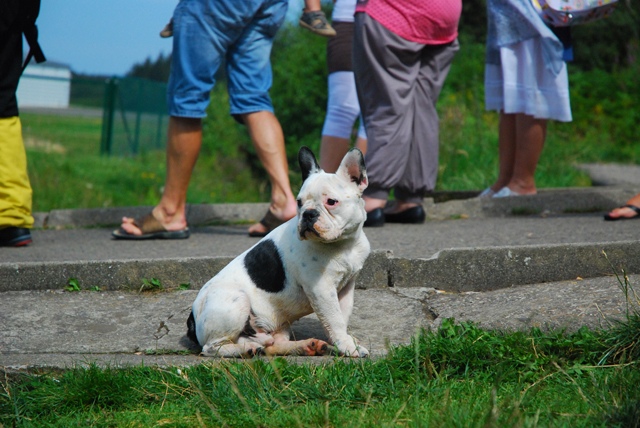 French Bull Dog French Bull Dog