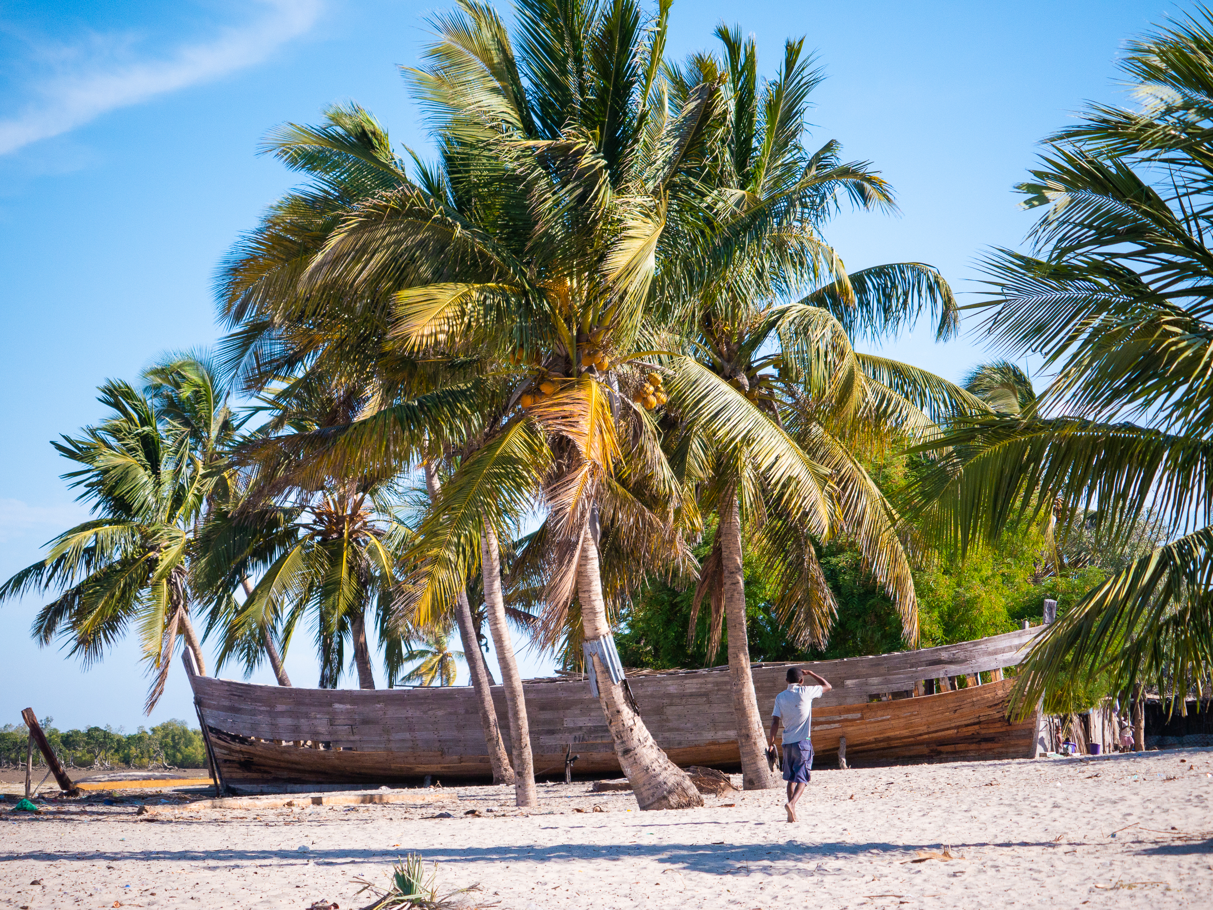 Palm trees on beach in Betany, Morondava