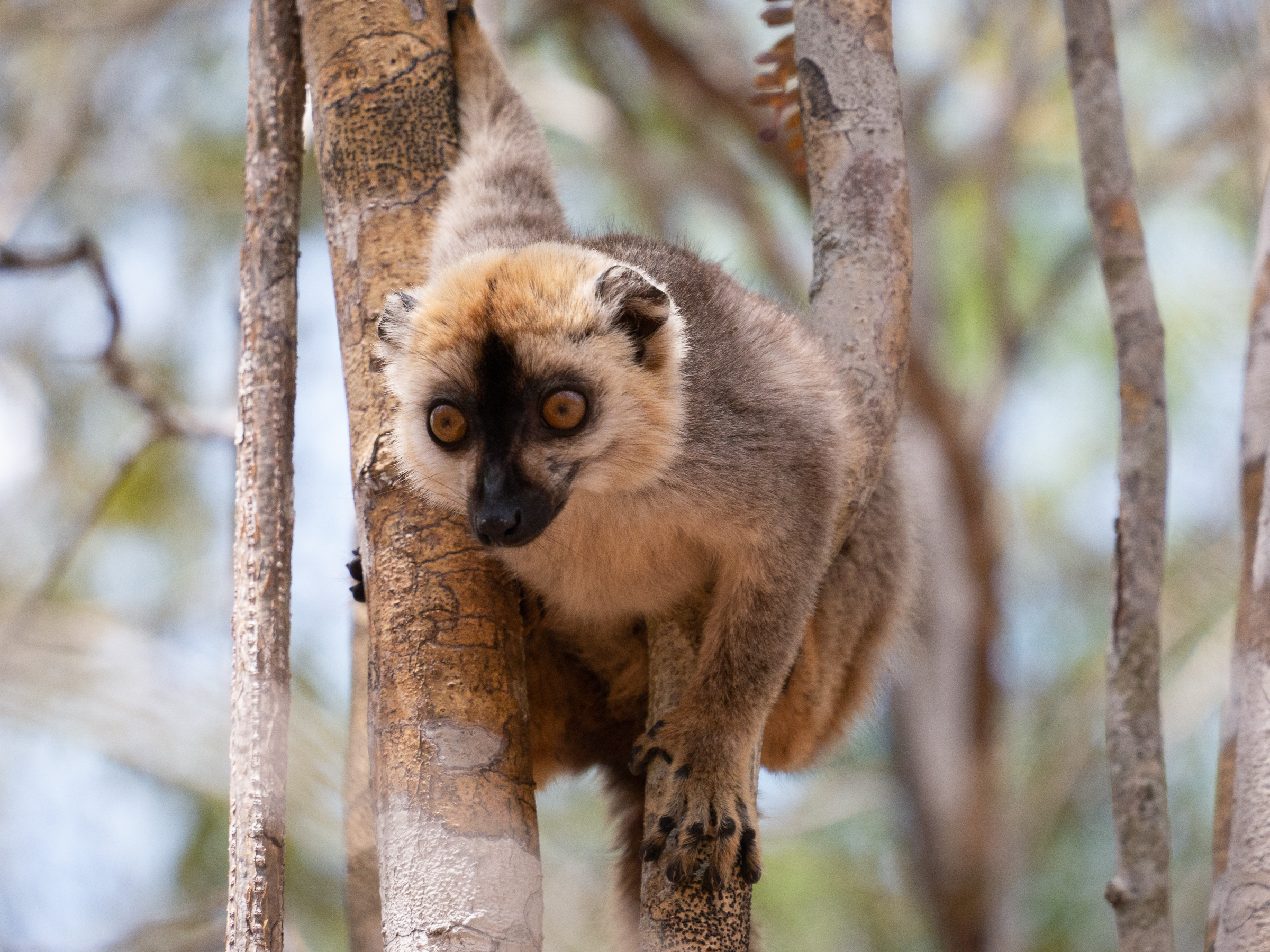 Lemur in Kirindy Reserve Madagascar