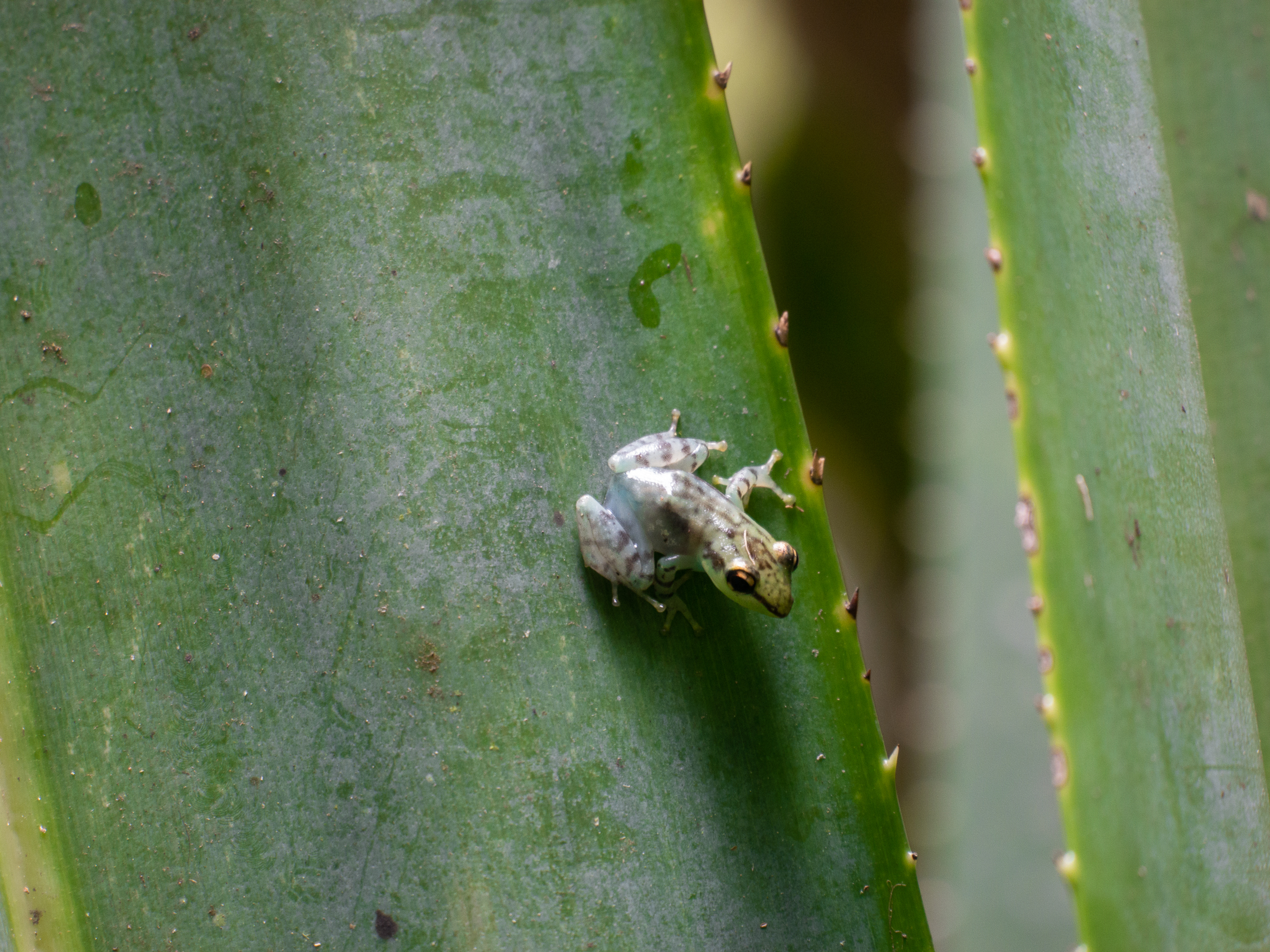 Mini Frog on leaf in Madagascar