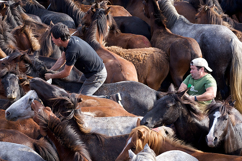 Rapa das Bestas Rapa das Bestas, Sabucedo