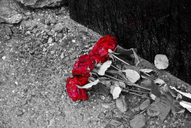 Roses at Auschwitz Birkenau Concentration Camp