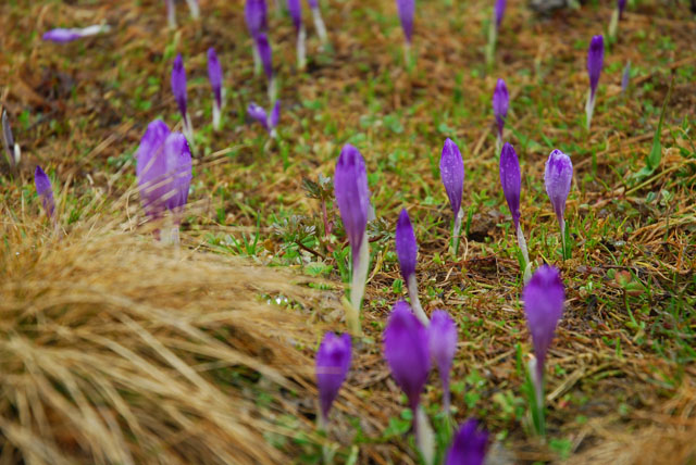 Purple Flowers in the Tatra Mountains, Zakopane