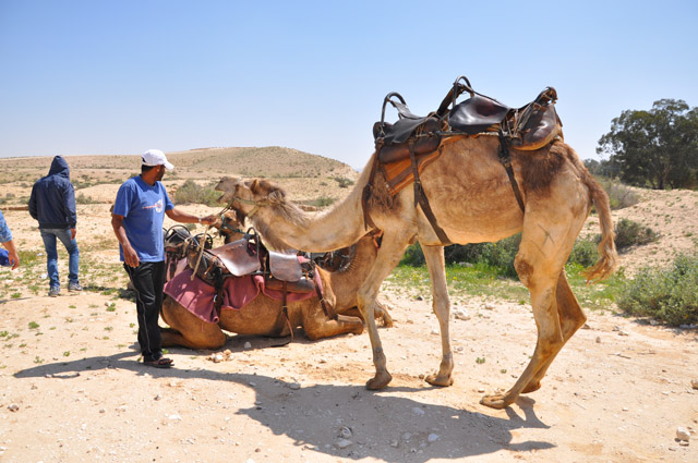 Negev Desert Camel Ride at Sfinat Hamidbar