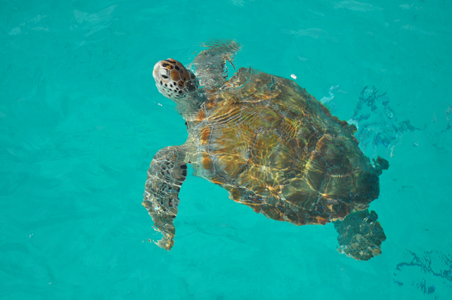 Turtles Barbados