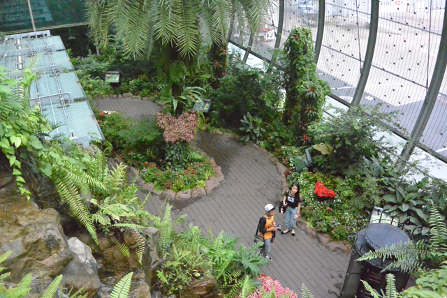 Changi Airport Butterfly Garden