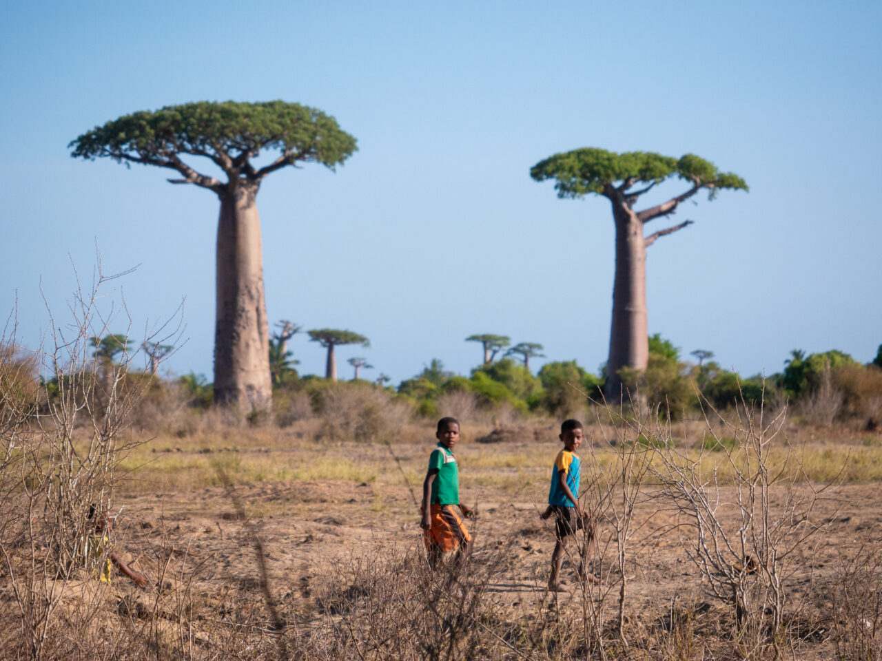 Alley of the Baobabs Madagascar