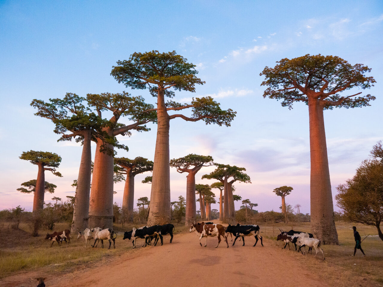 Avenue of the Baobabs Madagascar