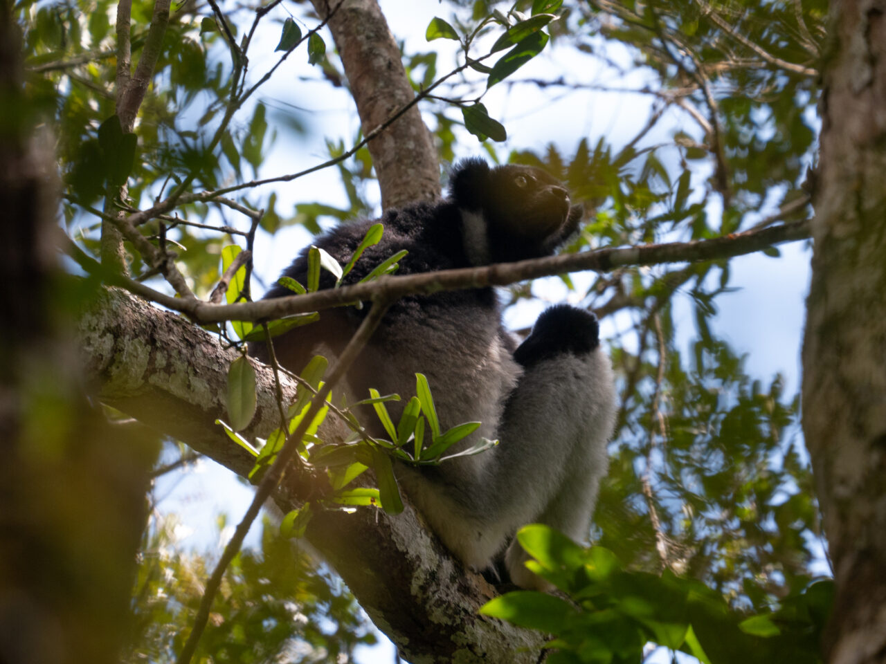 Indri-Indri Lemur Madagascar