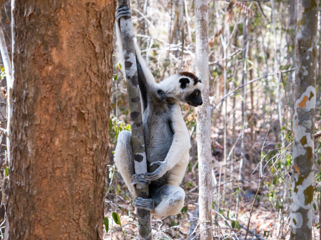 Sifaka Lemur in Kirindy Reserve