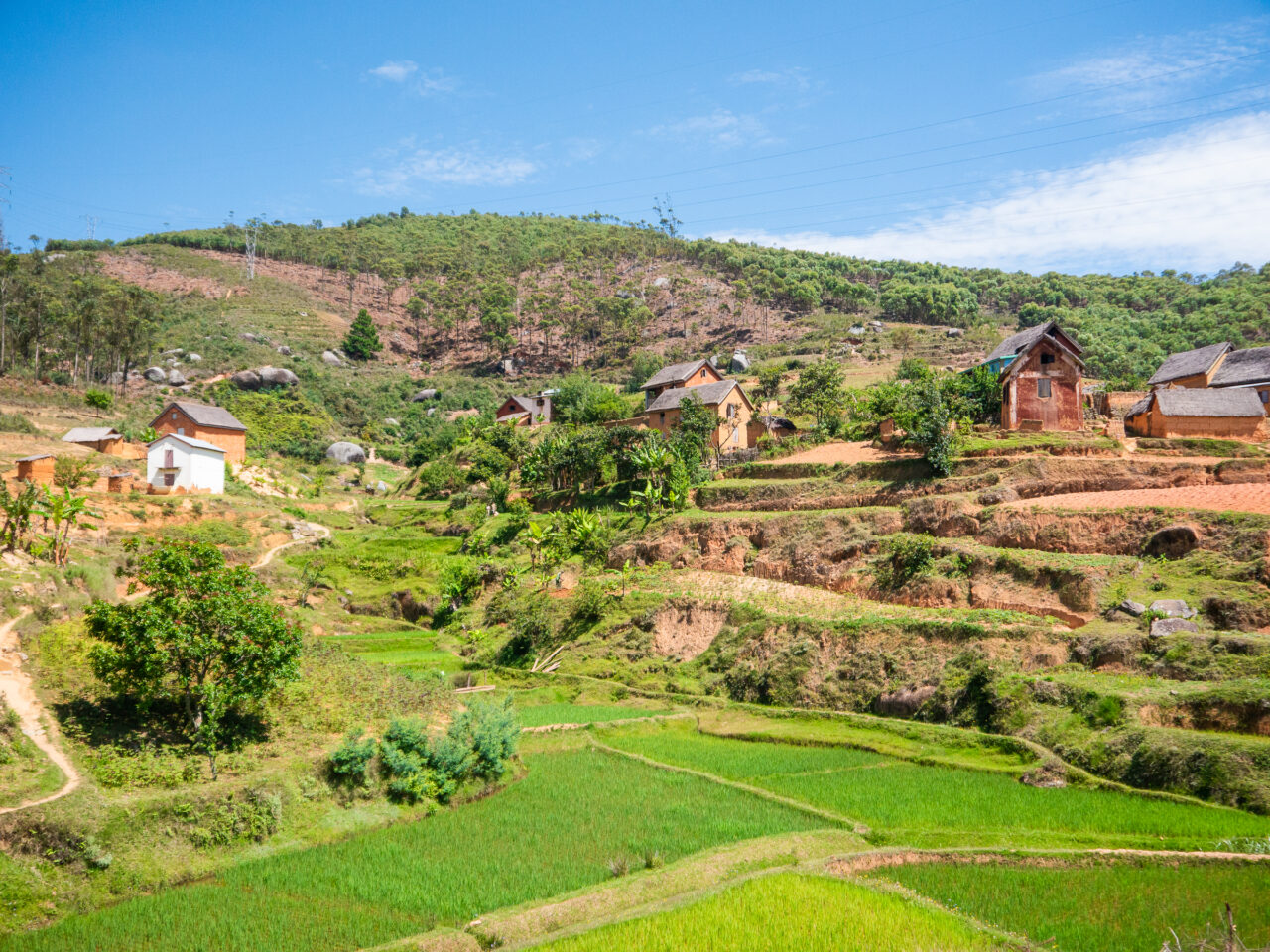 Green landscape and rice fields in Madagascar