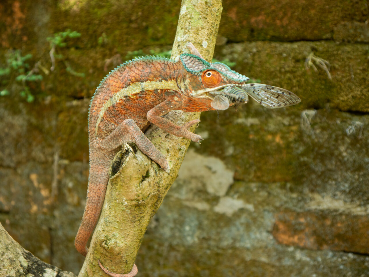 Chameleon at Peyreiras Reptile reserve in Madagascar