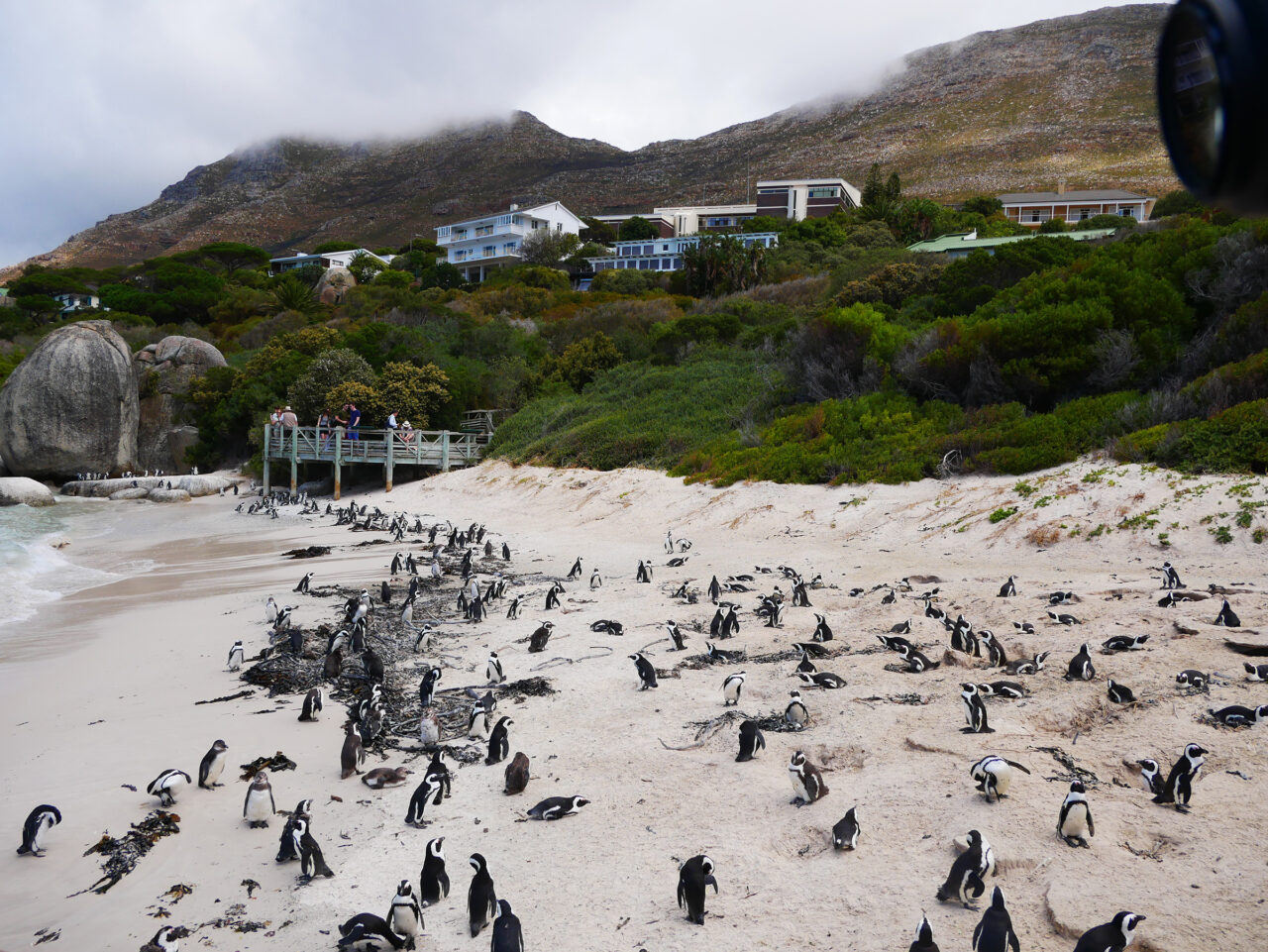 Penguins on Boulders Beach Cape Town
