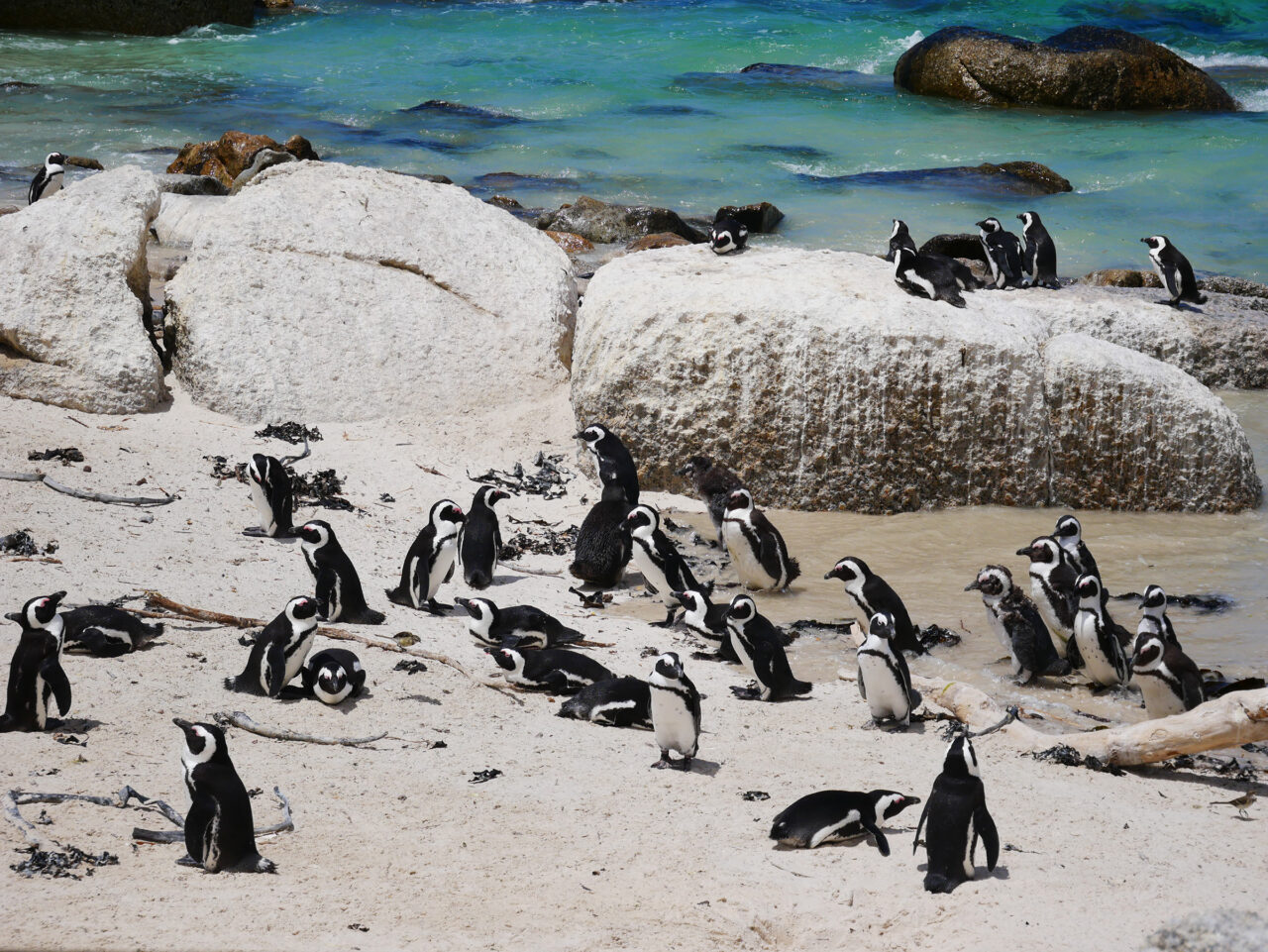 Penguins on Boulders Beach Cape Town
