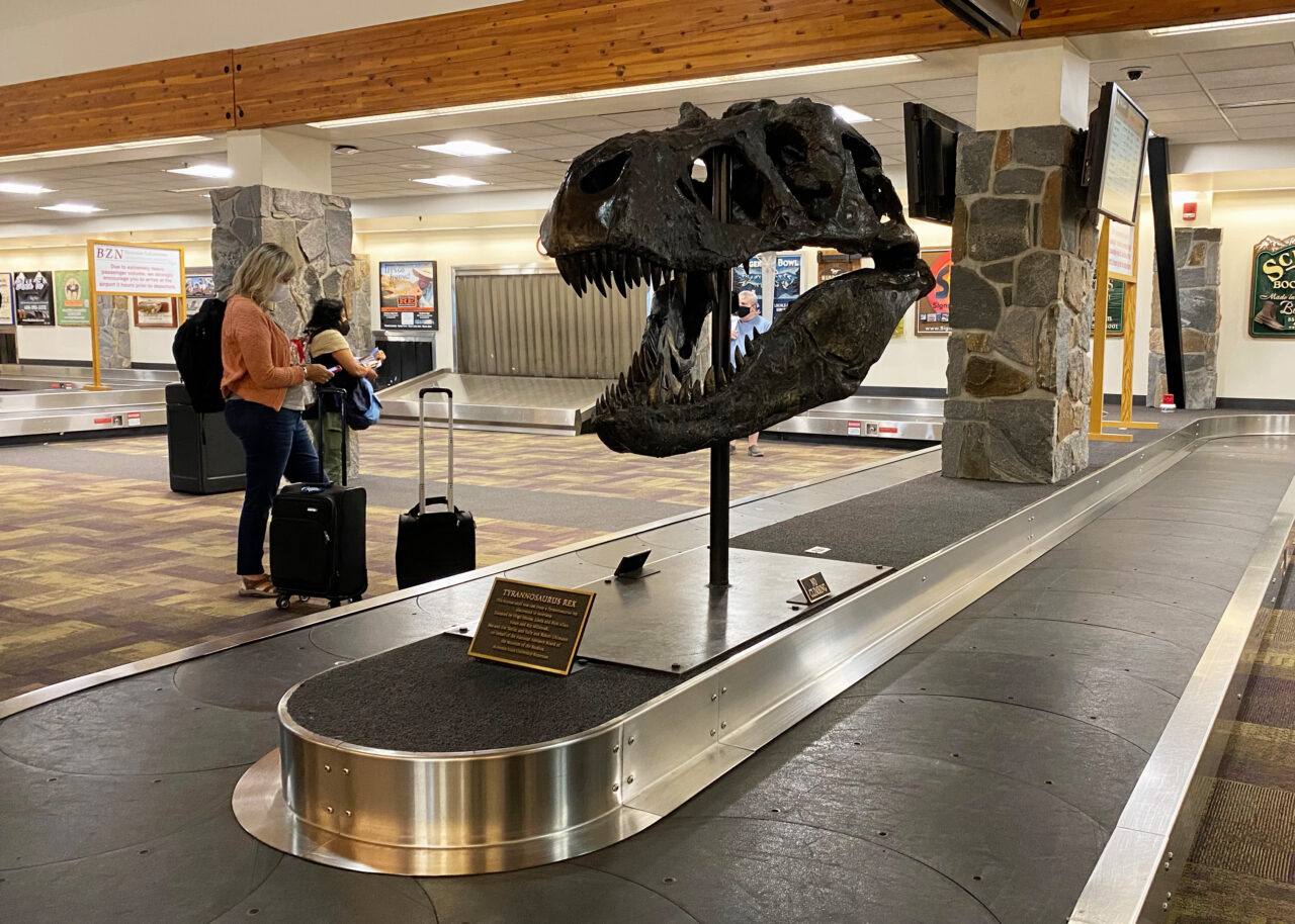 T-Rex skull at Bozeman Yellowstone International Airport