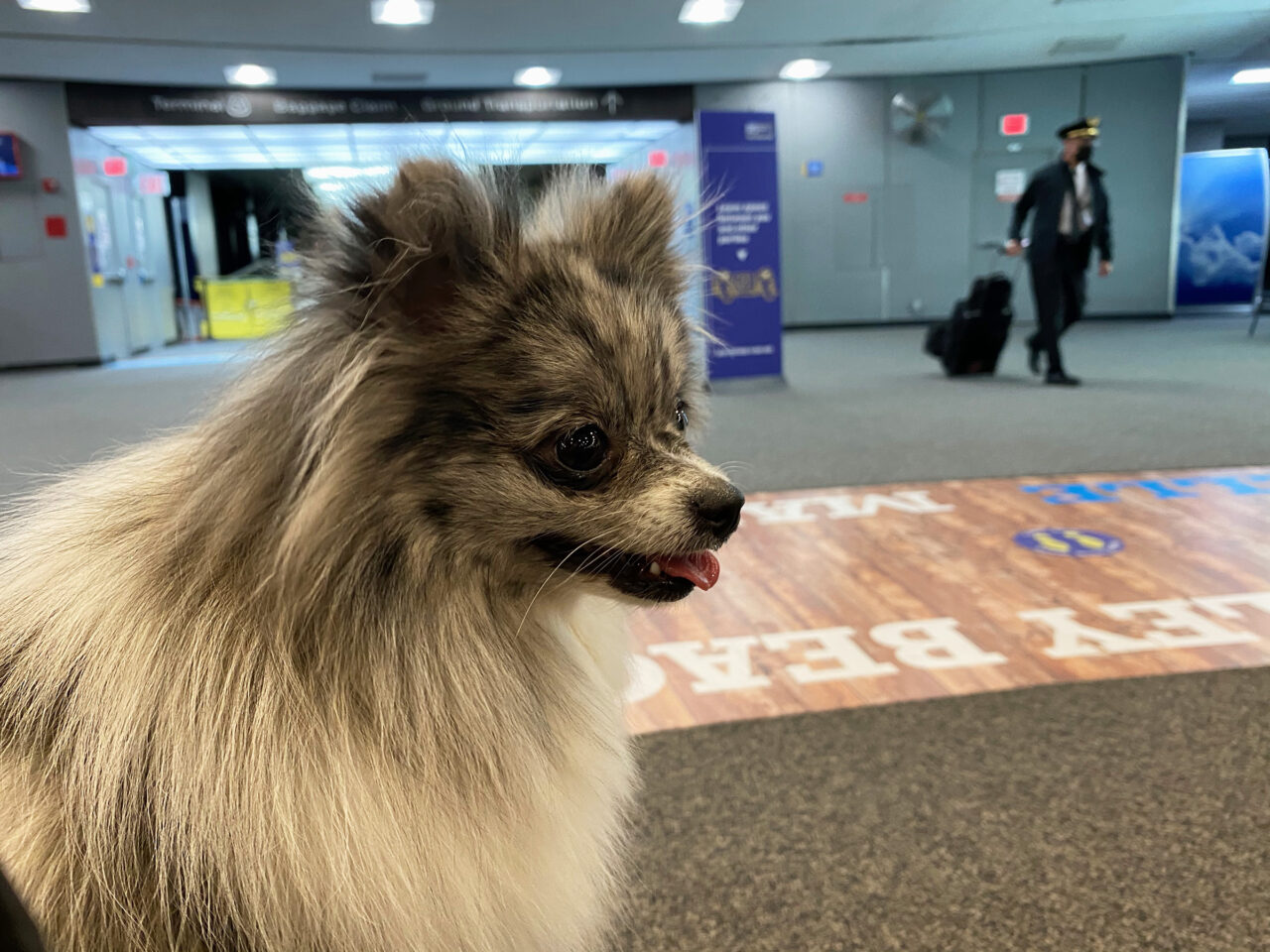 dog at newark airport terminal