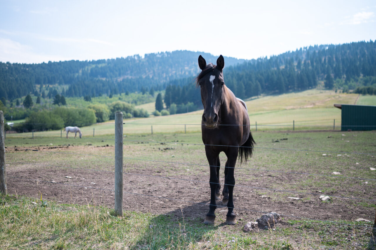Horse on a ranch in Montana, United States