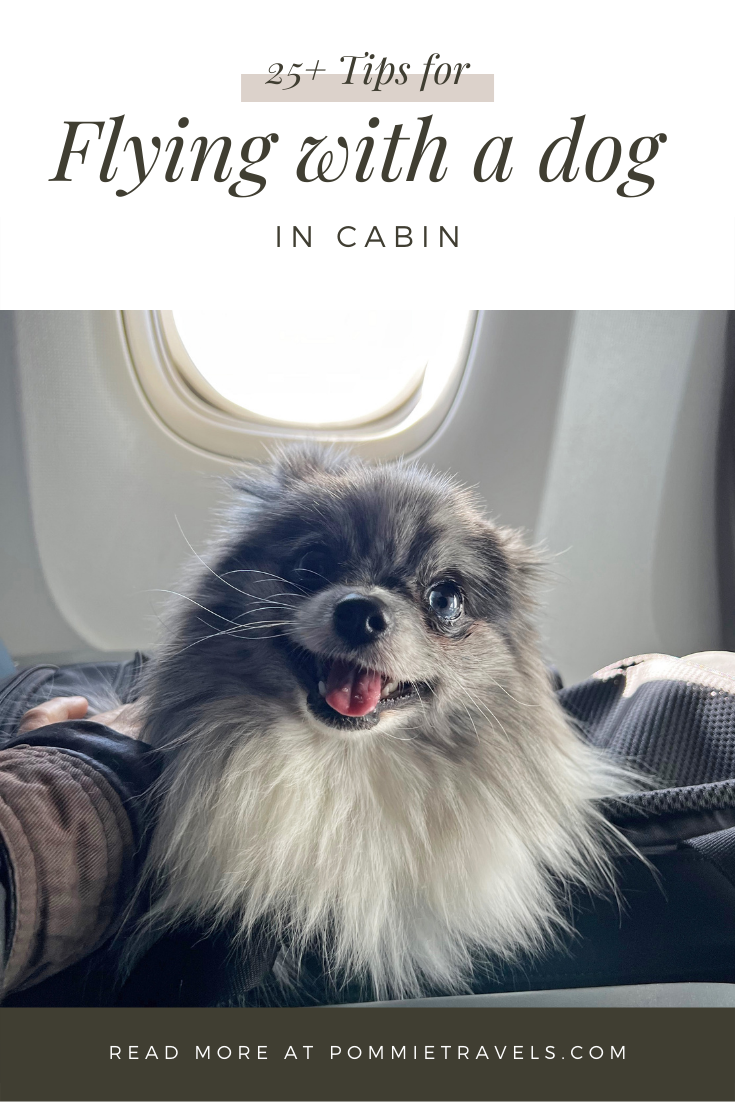 flying with a dog in cabin