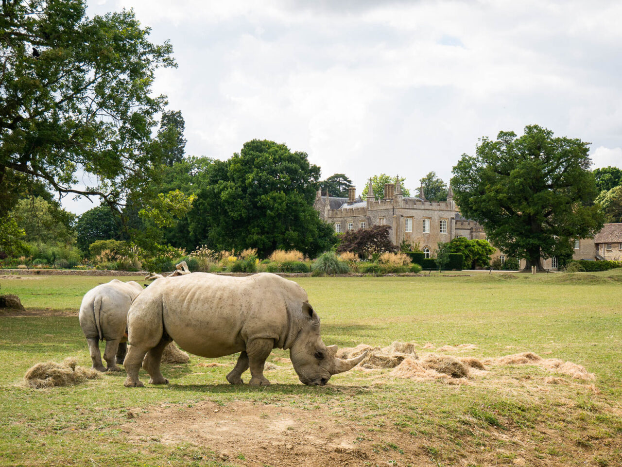 Rhinos grazing on the lawn at Cotswold Wildlife Park and Gardens