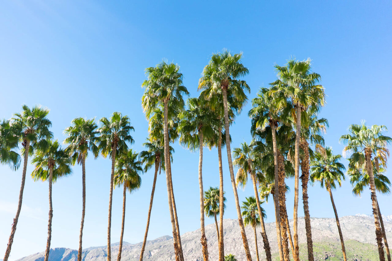 Palm Trees in Palm Springs California