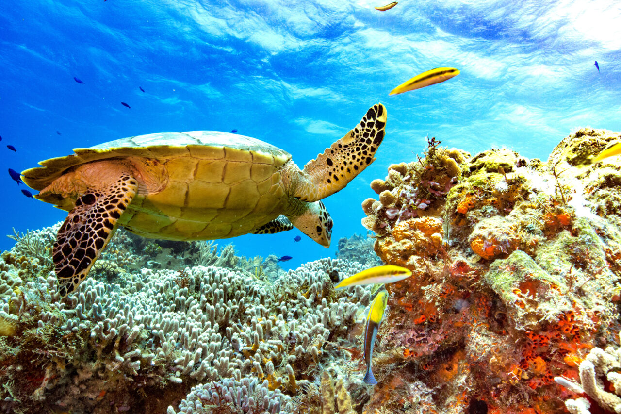 Sea turtle swimming over a reef in Playa del Carmen Mexico