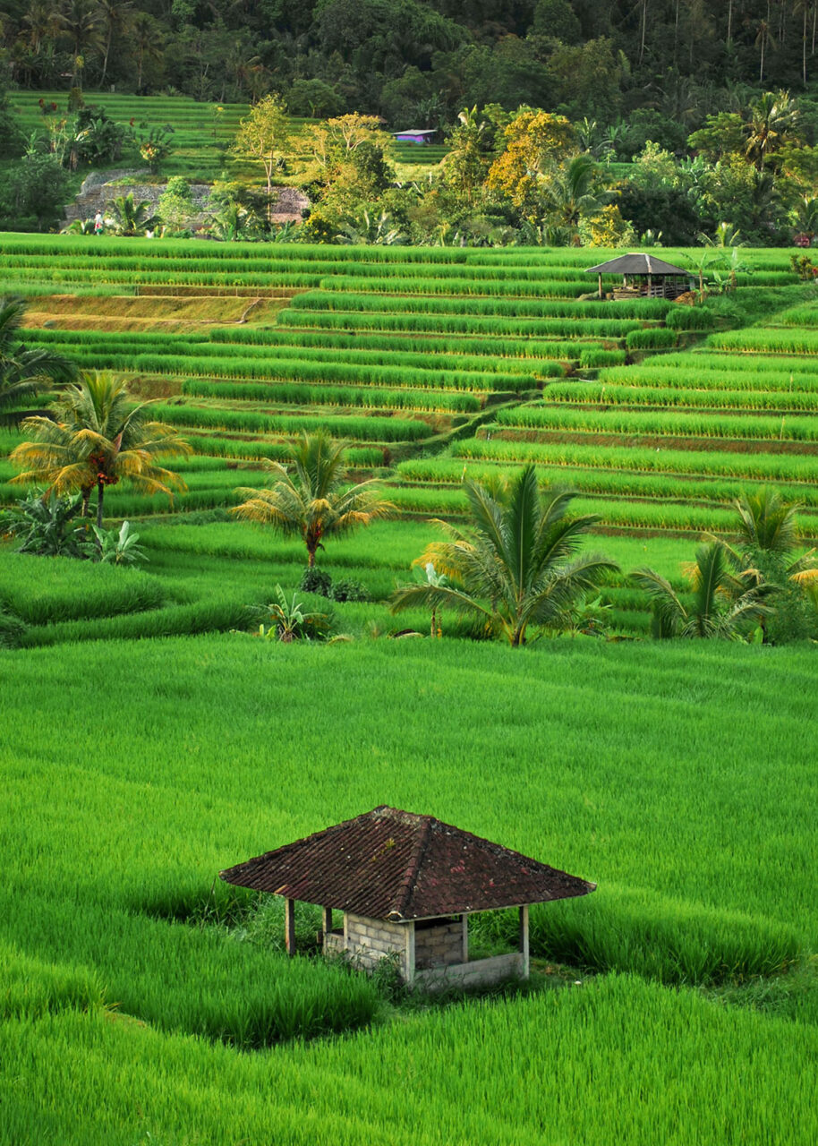 Green rice field in Bali Indonesia