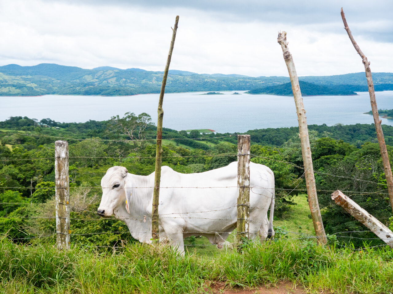 White cow in Costa Rica