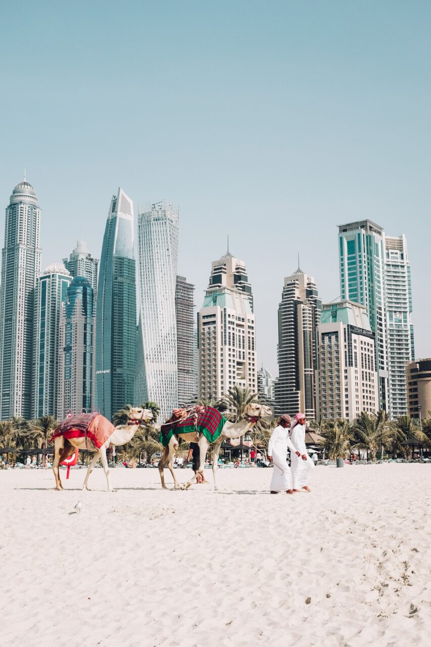 Camels on the beach in Dubai