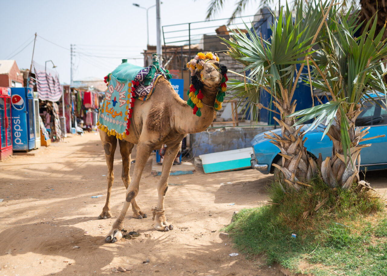 Camel in the Nubian Village, Aswan