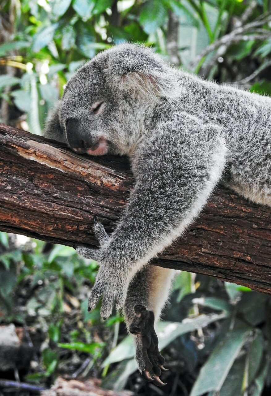 Koala sleeping on a tree in Australia