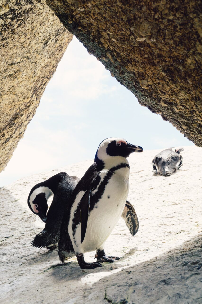 Boulder's Beach Penguins