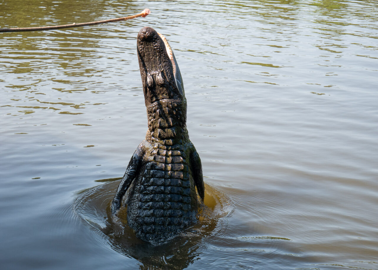 Alligator jumping out of the water in New Orleans