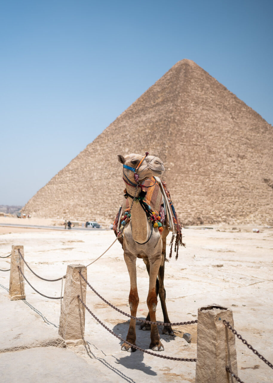 Camel at the Pyramids of Giza