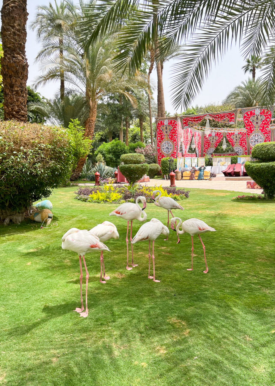 Sofitel Winter Palace Flamingos