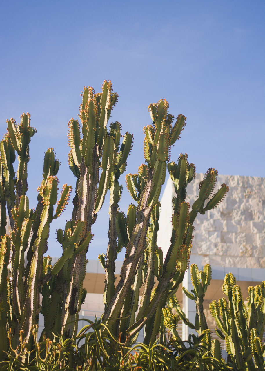 Cacti outside the Getty Center, Los Angeles