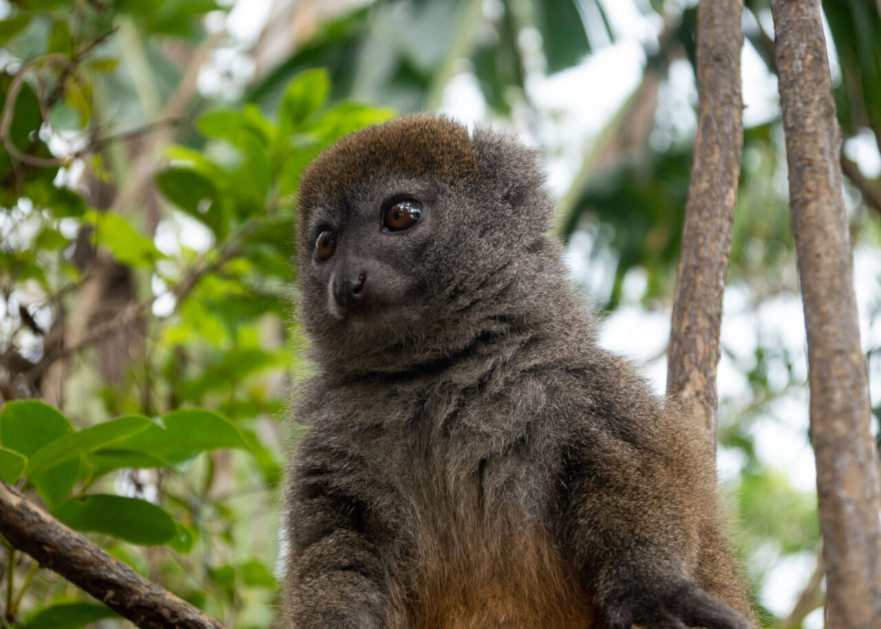 Cute brown lemur