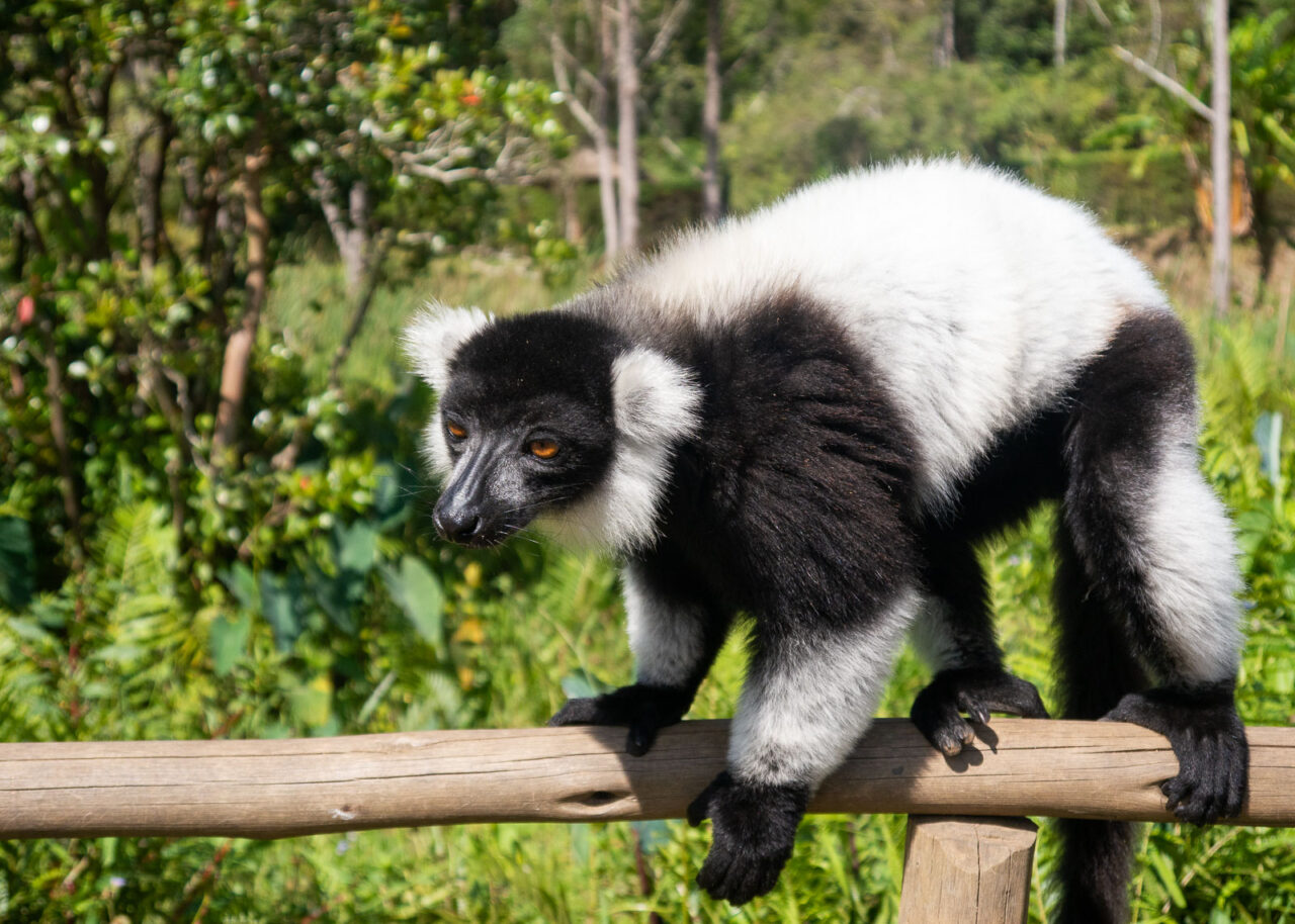 Black and white lemur on Lemur Island