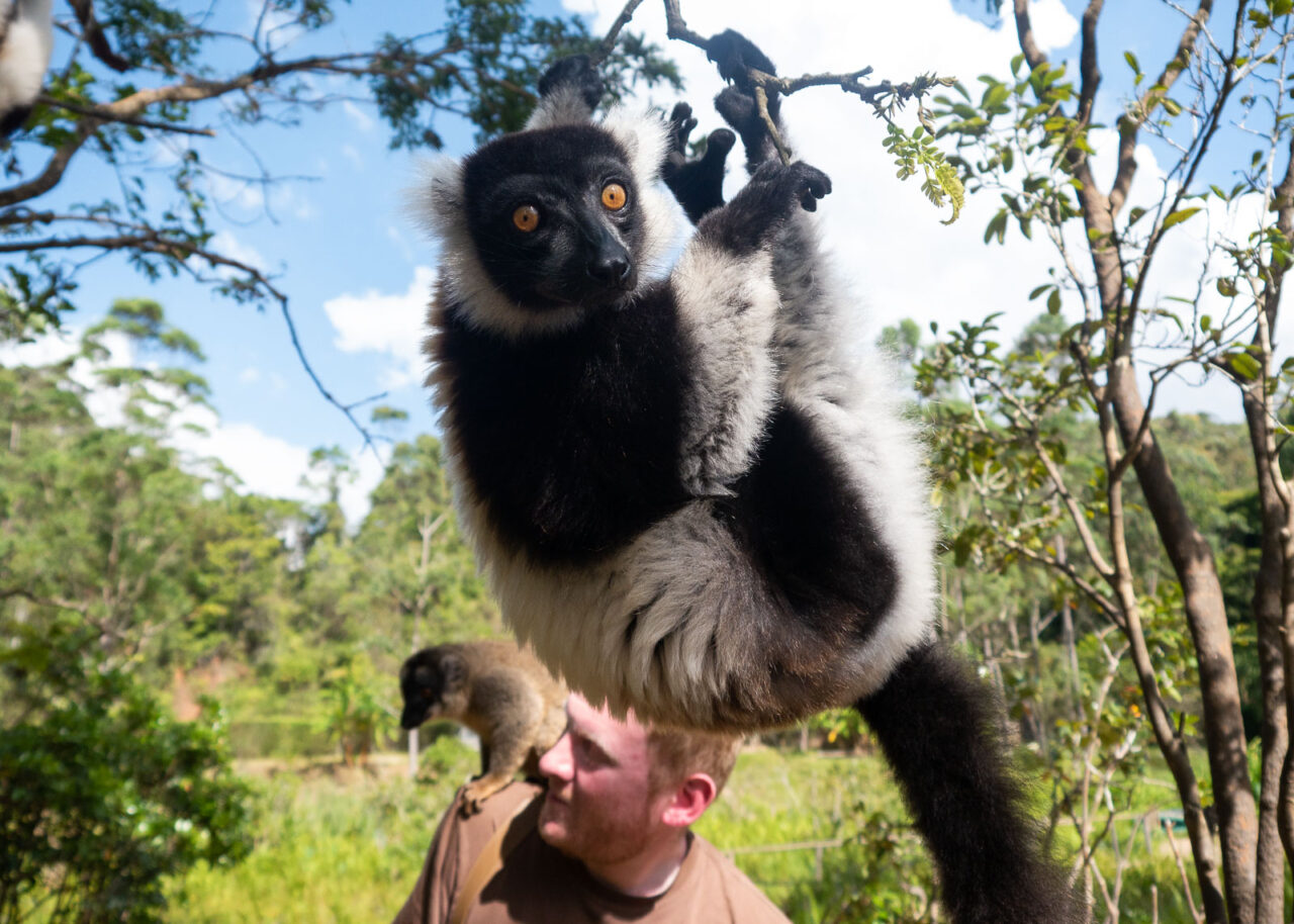 Lemur hanging from a tree on Lemur Island