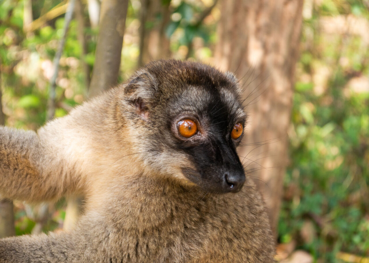 Close up of a lemur on Lemur Island