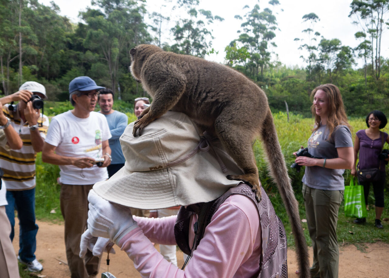 Lemur climbing on a woman's head on Lemur Island