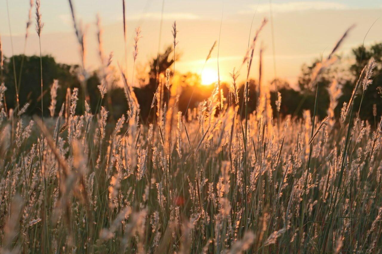 Tall grass at sunset in Kansas
