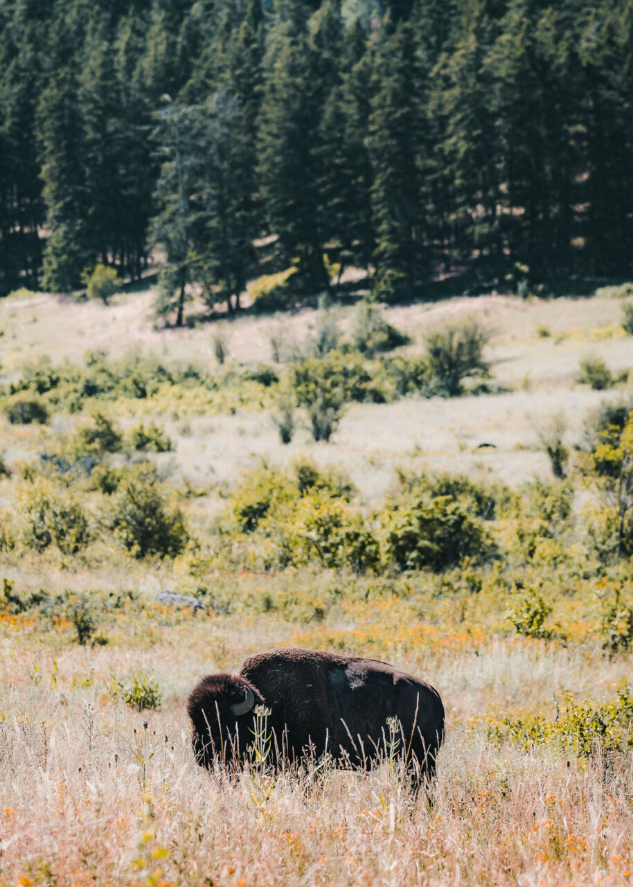 Bison in Montana