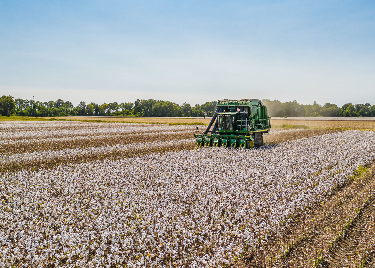 Cotton being ploughed in a field in Louisiana