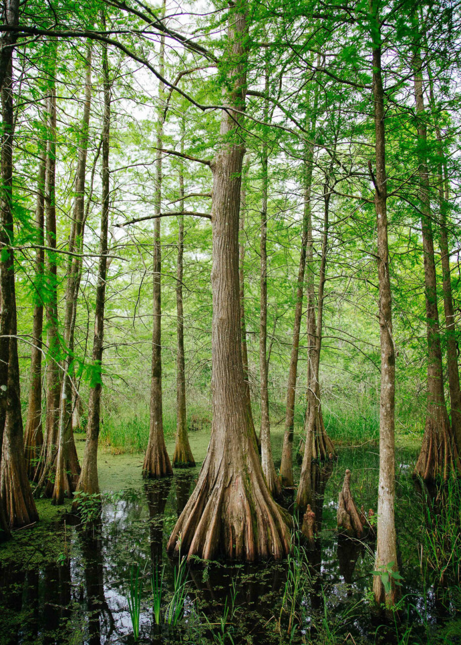 Cypress trees growing in a Louisiana swamp