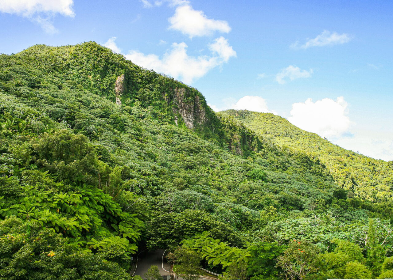 Lush, green slopes of El Yunque National Forest, Puerto Rico