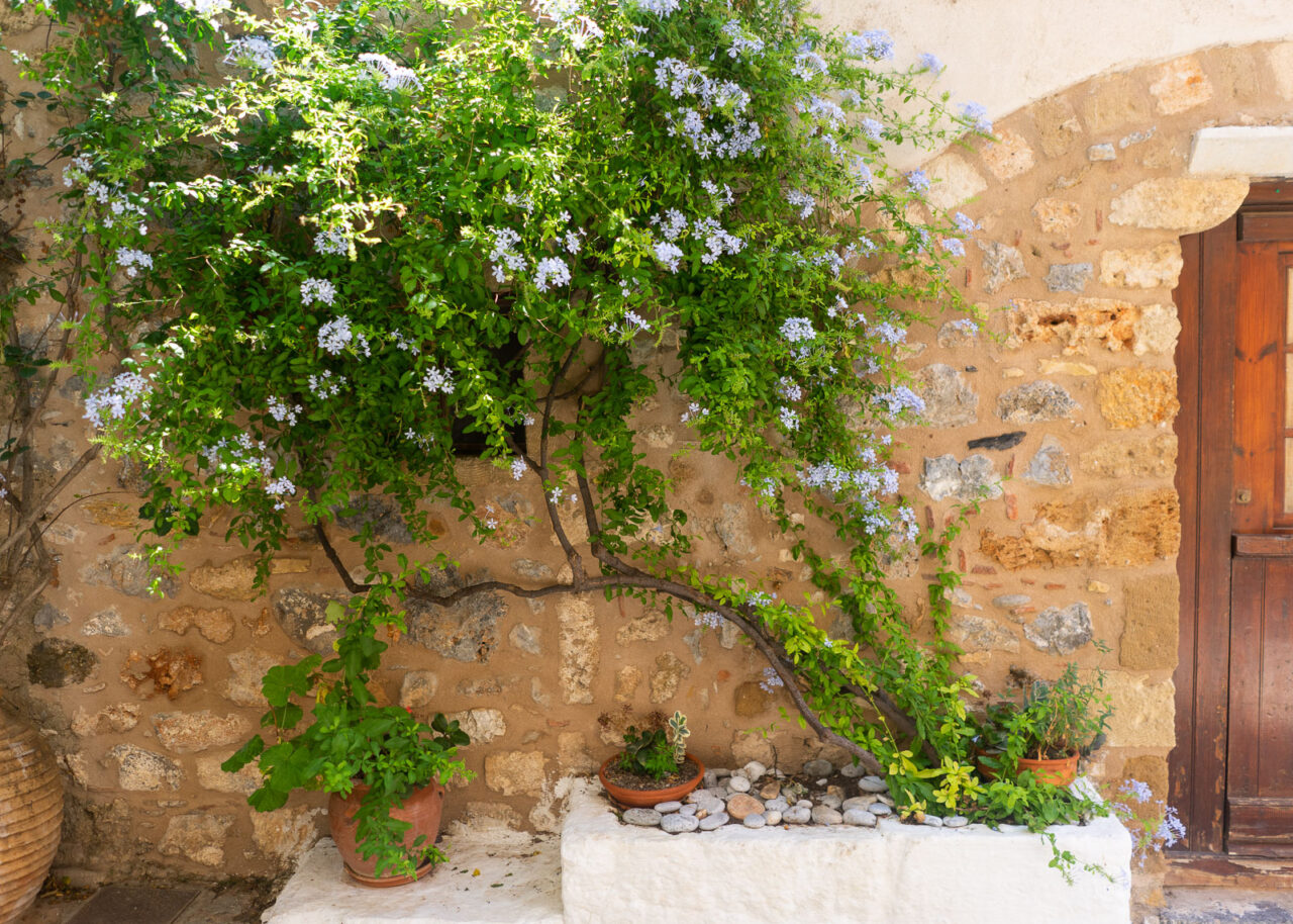 Creeping plant with flowers in Monemvasia, Greece