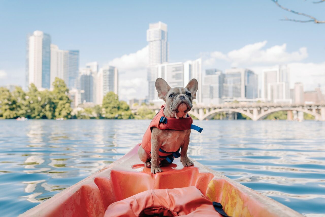 French bulldog wearing a lifejacket on a kayak