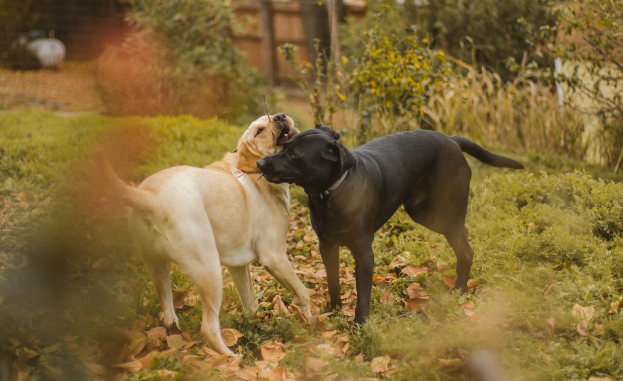Dogs playing